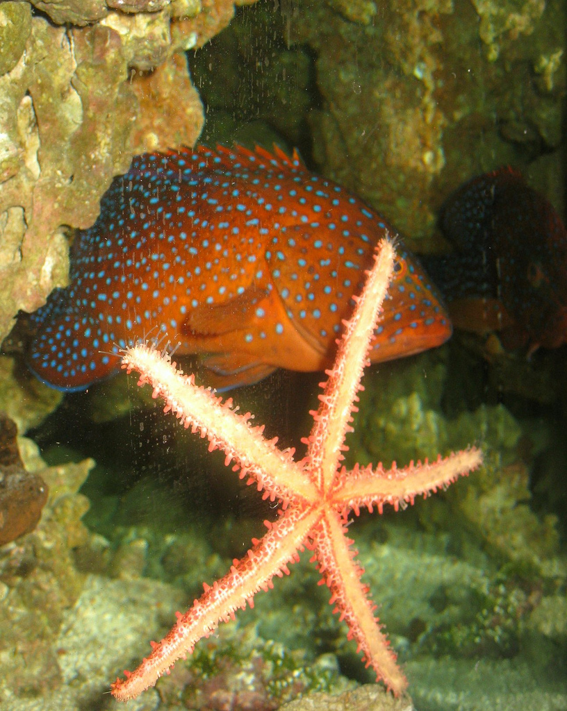 鳃棘鲈鱼 (动物)