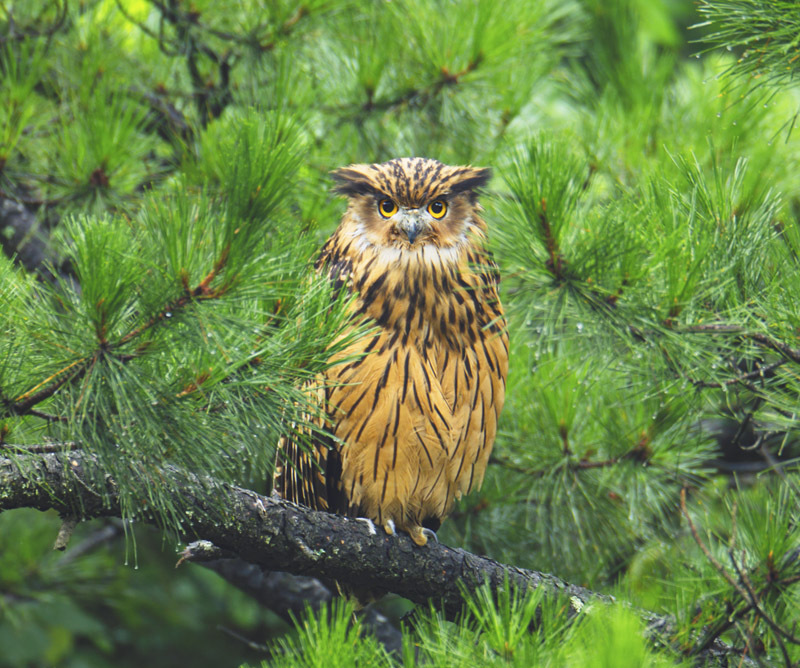 黄脚渔鸮(其他生物相关)