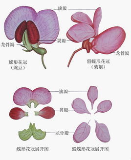 如蝶形花科(papilionaceae)植物的花领域植物生物词条 主页》词条