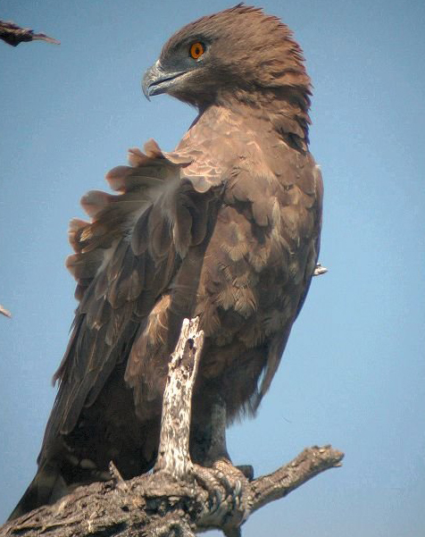 灰短趾雕(动物)