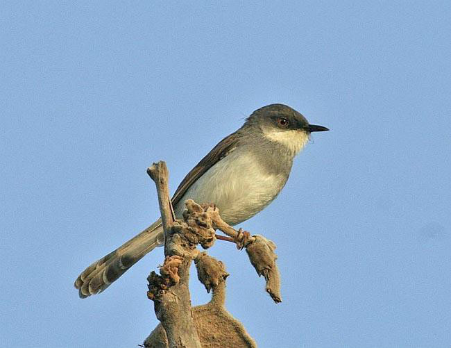 灰胸山鹪莺其他生物相关