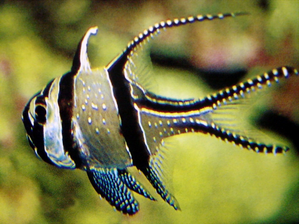 神仙鱼活体燕鱼秘鲁三色热带观赏鱼小型淡水好养墨燕七彩神仙鱼苗