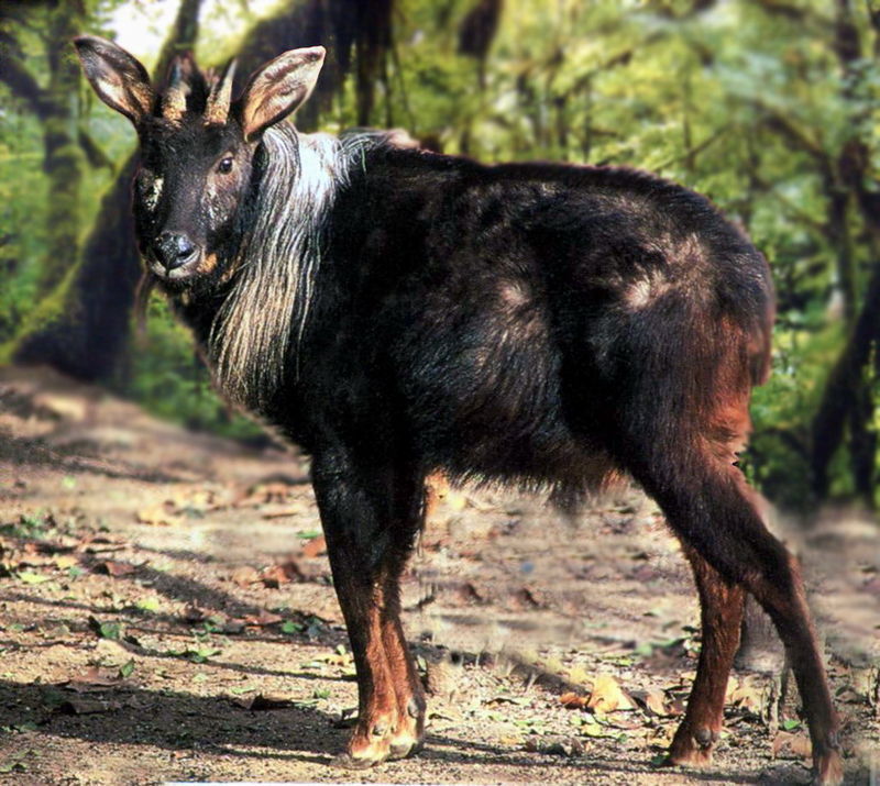 鬣羚动物
