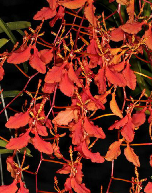 云南火焰兰(植物)云南火焰兰(学名:renantheraimscho