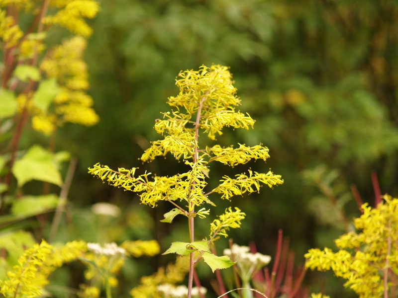 革叶华蟹甲(植物)_技点百科
