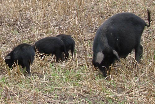 蕨麻豬(動物)蕨麻豬,又稱山豬,岷縣東山區當地牧民也稱其為實豬子,是