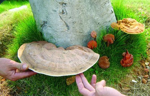 南方灵芝(中医学与中药学)