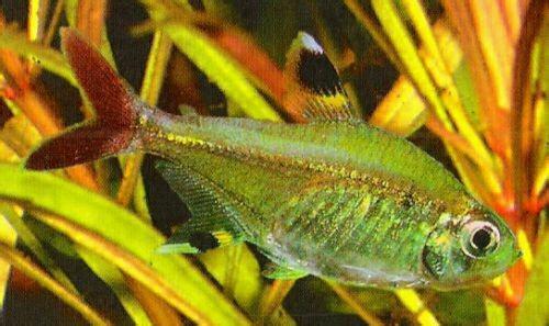 玻璃扯旗鱼 (动物)