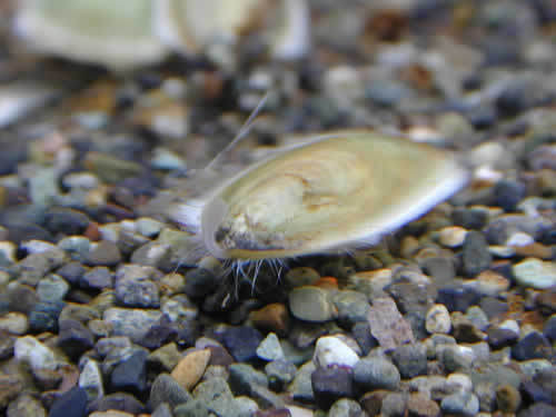 鸭嘴海豆芽 (动物)