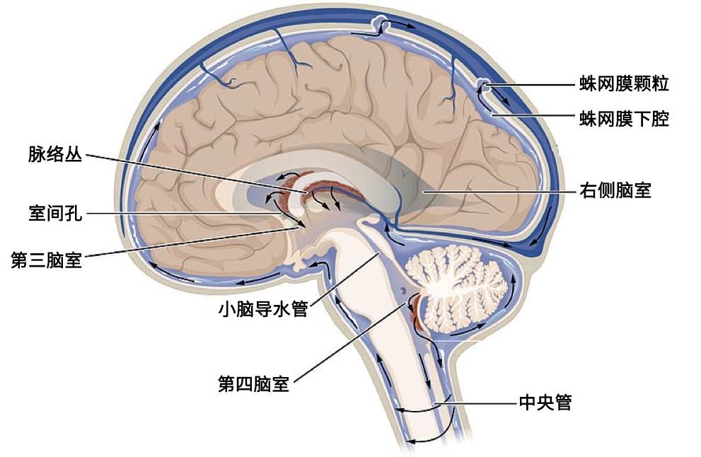 脑脊液(疾病)