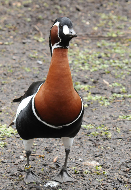 红胸黑雁(动物)_技点知识_技点网(动物)