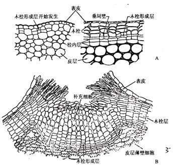 次生结构简图图片