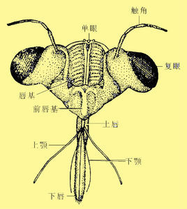 能吸食寄主体液的口器,为同翅目,半翅目,蚤目及部分双翅目昆虫所具有