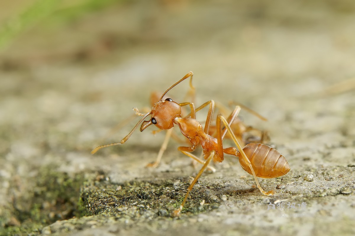 可爱的红胡须蚁的饲养建议·第一弹 - 哔哩哔哩