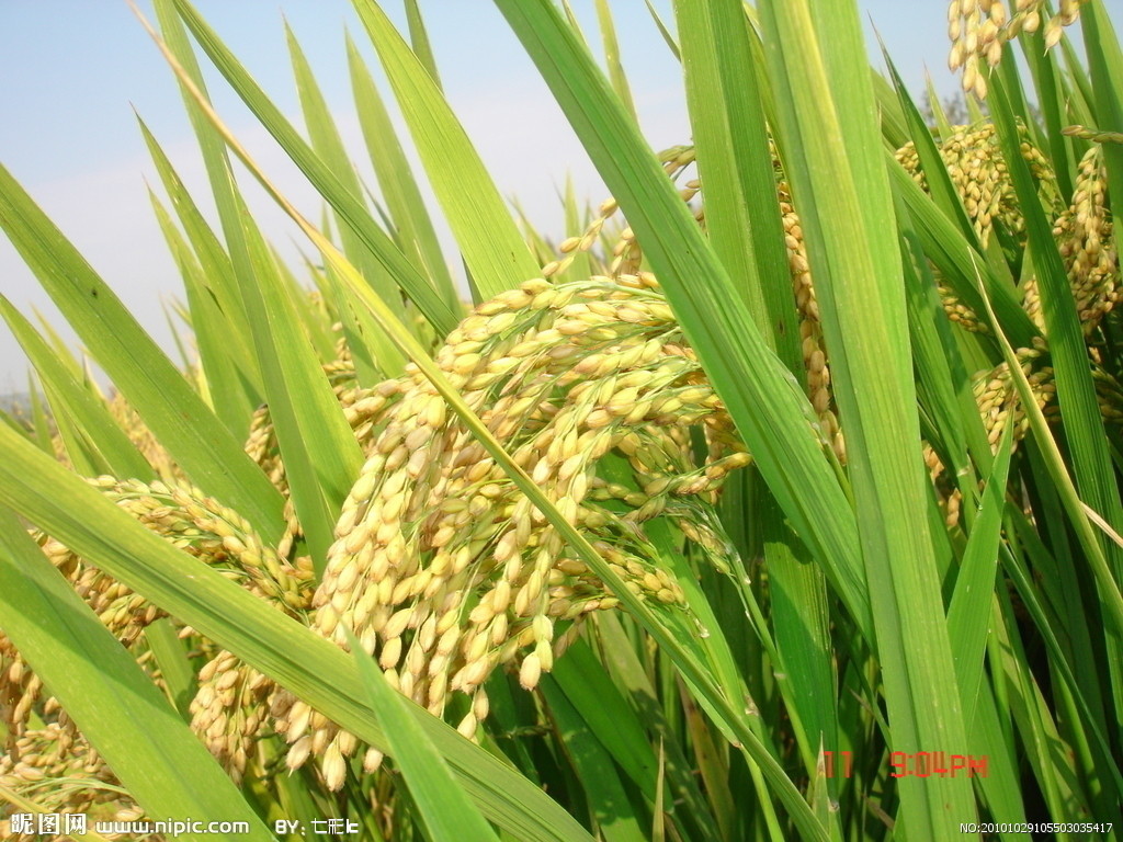 早熟90天水稻品种图片
