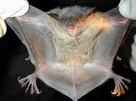 大足鼠耳蝠 (其他生物相关)