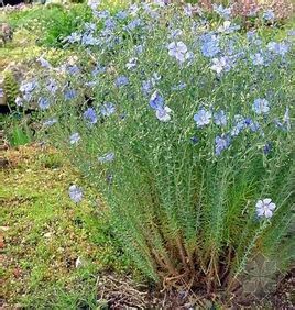 亞麻屬(植物)亞麻科亞麻屬一年生草本.韌皮纖維作物和油料作物.