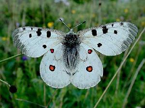 绢蝶(其他生物相关)