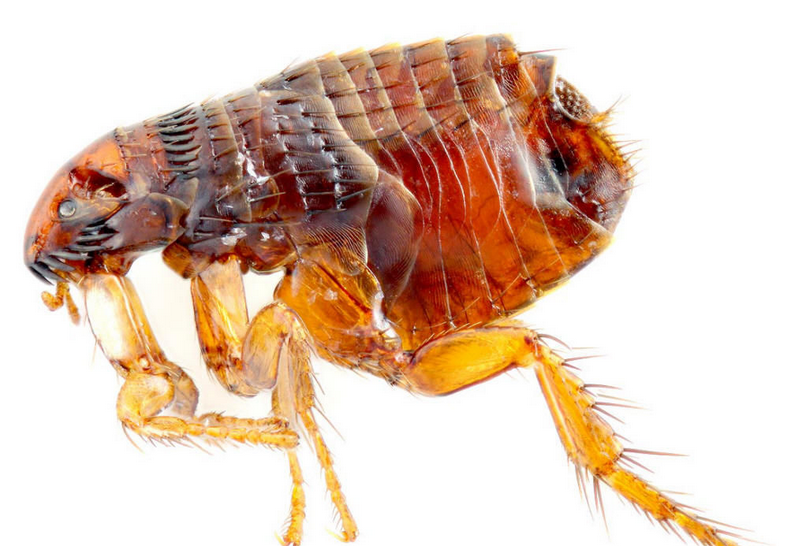 通称"跳蚤","虼蚤";古同"早";古同"爪".