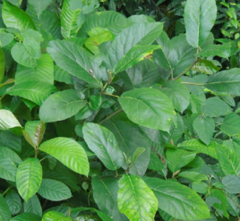 水枇杷中医学与中药学