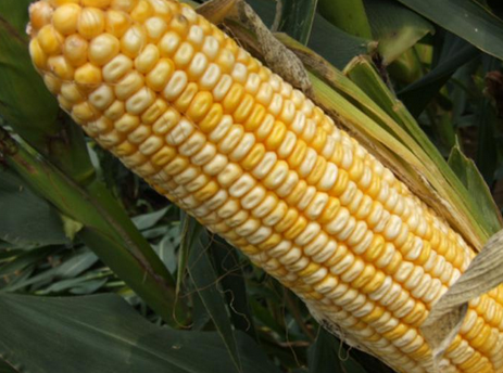 国审鲁单981公司