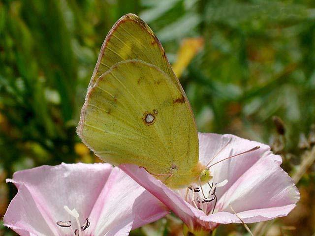 斑缘豆粉蝶coliaserateesper领域提 交蝴蝶昆虫