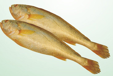 aeni-dae),黄鱼属,又名黄鱼,大王鱼,大鲜,大黄花鱼, 红瓜,金龙,黄金龙