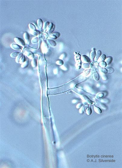 灰霉菌 (植物)