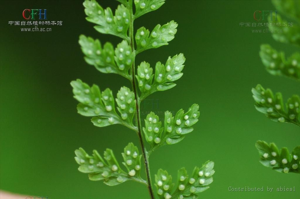 宝兴冷蕨(植物)根状茎细长横走,直径1-2毫米,和