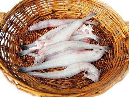 丝丁鱼即龙头鱼,又名豆腐鱼,广州人叫九肚鱼,狗吐鱼,潮汕人说殿鱼,乌