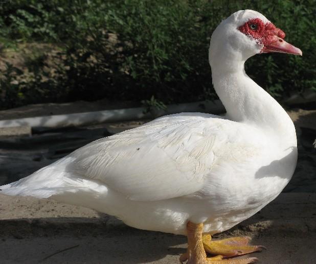 番鸭原产斑头海番鸭于中,南美洲热带地区.