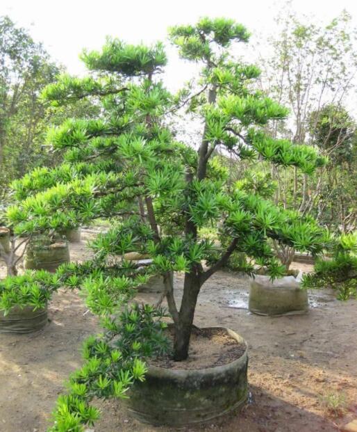 台湾罗汉松 (植物)