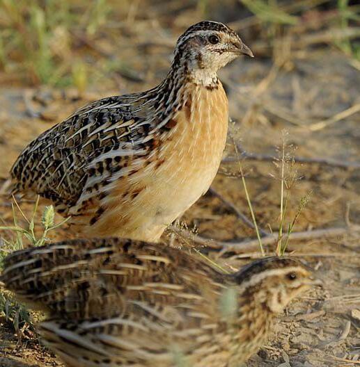 鹌鹑(动物)_技点百科_技点网(动物)