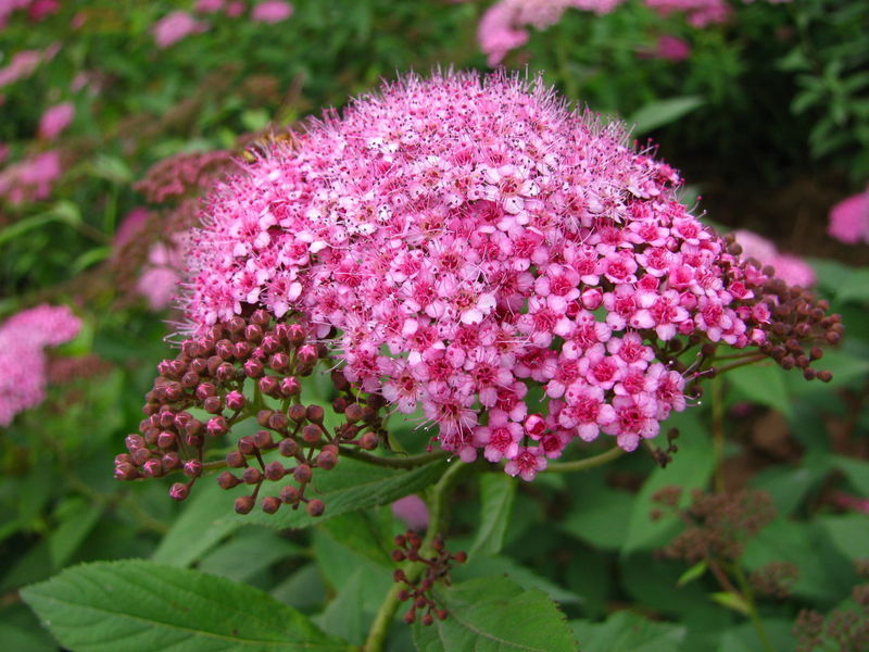 红花绣线菊(植物)