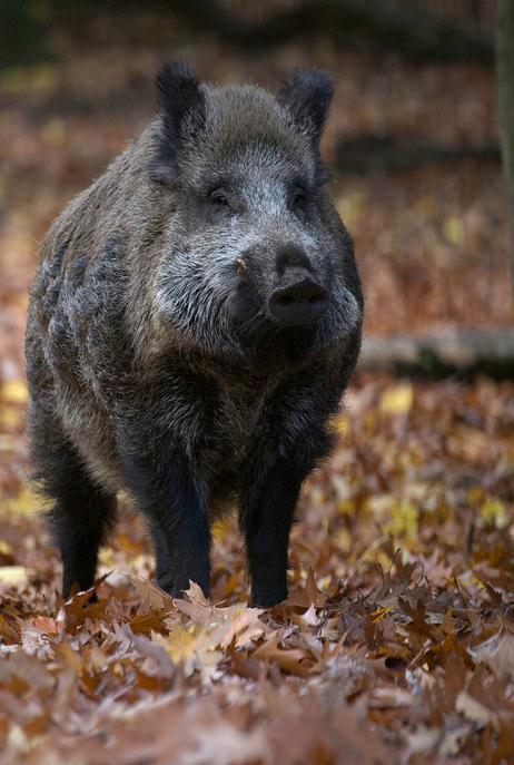 野豬(動物)