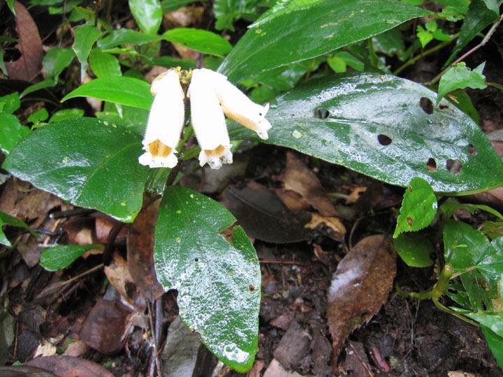江西半蒴苣苔植物