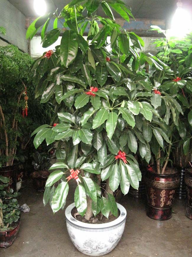 昆士兰伞木植物