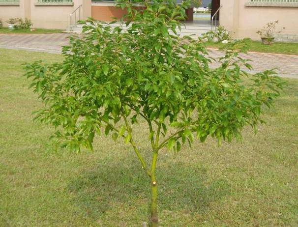 长柄含笑 (植物)