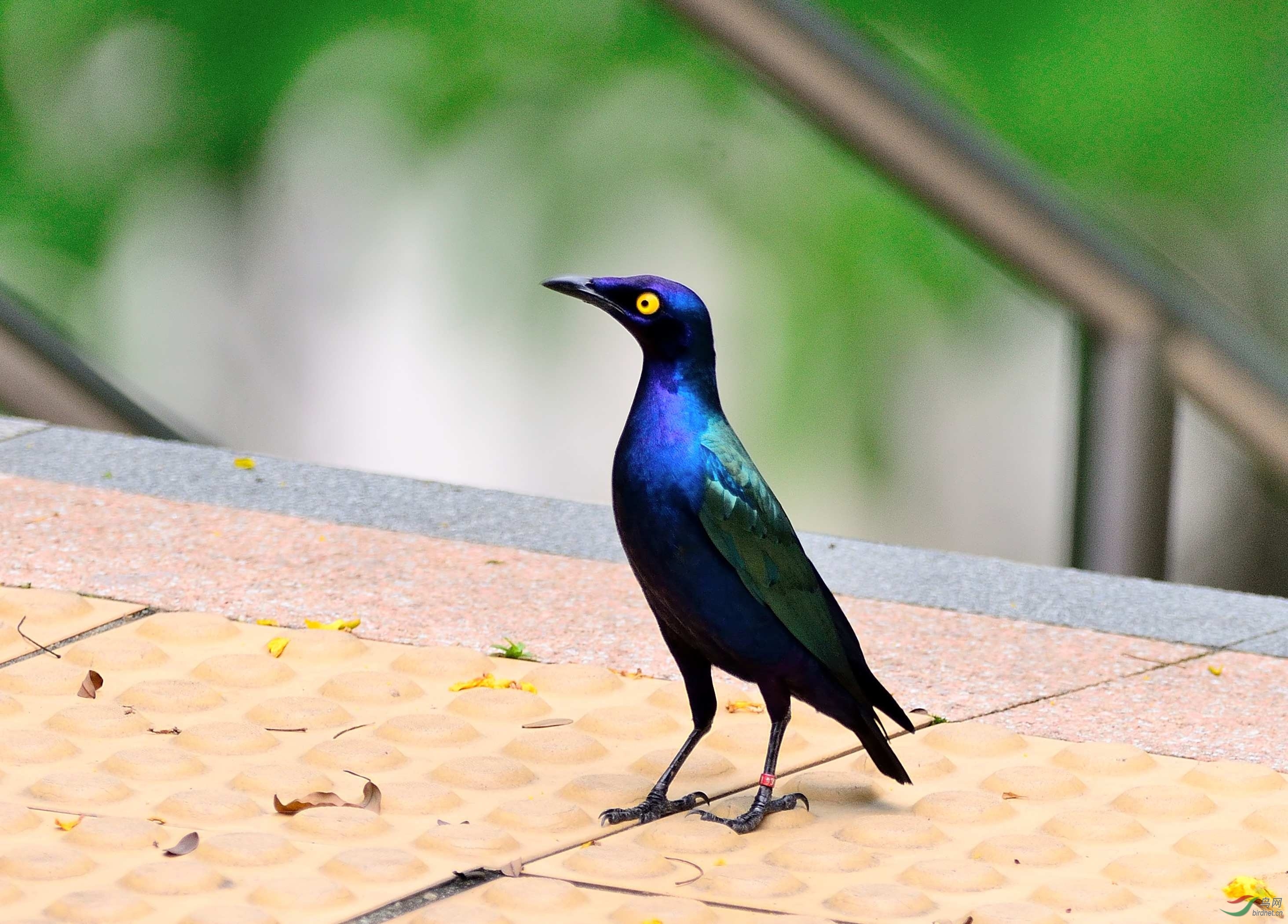 黑腹丽椋鸟 (动物)