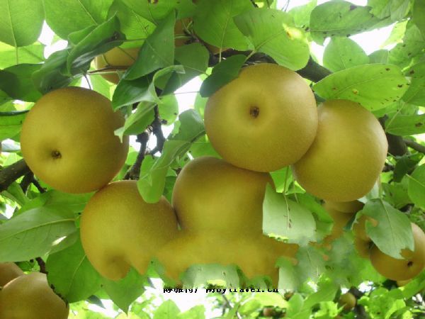 哈思梨 (植物)