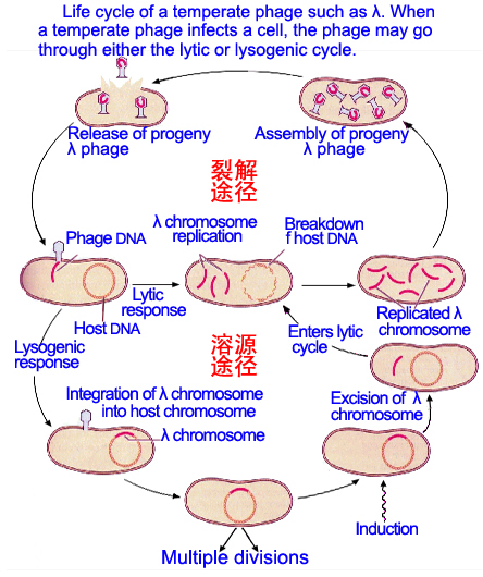 温和噬菌体 (其他生物相关)