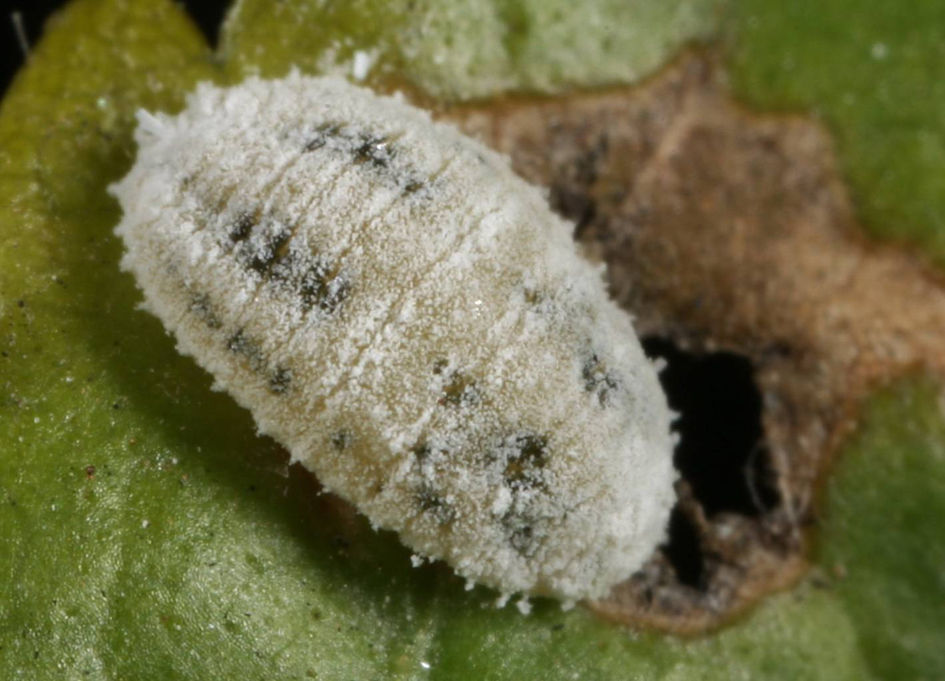 橘绿绵蜡蚧 (植物)