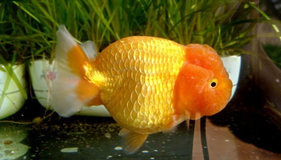 金鱼睡觉时的样子图片