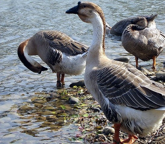 道州灰鹅 (动物)
