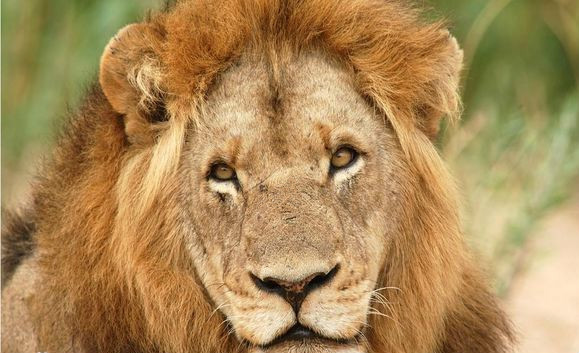 狮王恩格拉拉里克一生