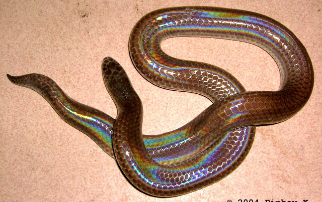 海南常见的蛇图片