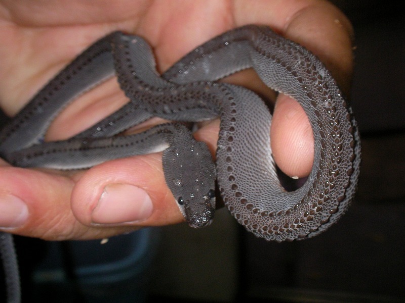 爪哇闪皮蛇(动物)