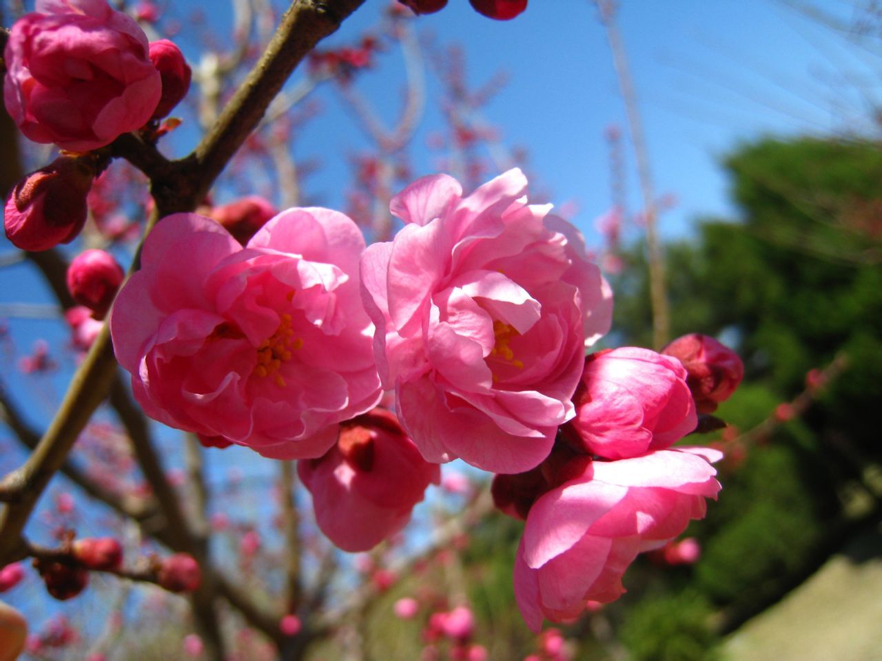 丰后梅花图片大全图片