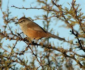 乌尾卡纳灶鸟(动物)