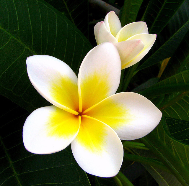 中 文 名 花英 文 名 flowers領域提